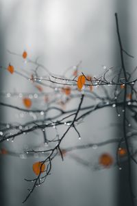 Preview wallpaper branches, leaves, drops, macro, wet, rain