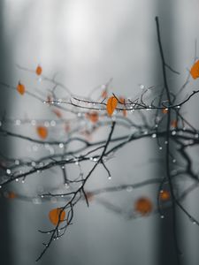 Preview wallpaper branches, leaves, drops, macro, wet, rain