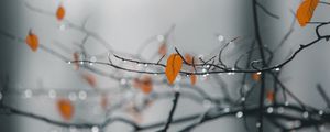 Preview wallpaper branches, leaves, drops, macro, wet, rain