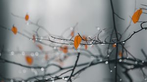 Preview wallpaper branches, leaves, drops, macro, wet, rain