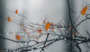 Preview wallpaper branches, leaves, drops, macro, wet, rain