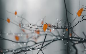 Preview wallpaper branches, leaves, drops, macro, wet, rain