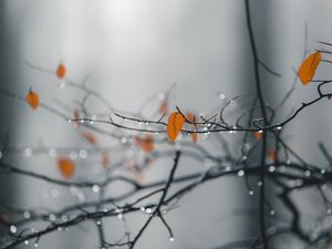 Preview wallpaper branches, leaves, drops, macro, wet, rain