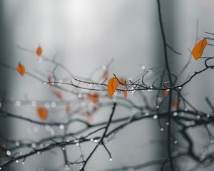 Preview wallpaper branches, leaves, drops, macro, wet, rain