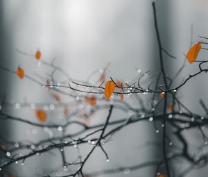 Preview wallpaper branches, leaves, drops, macro, wet, rain