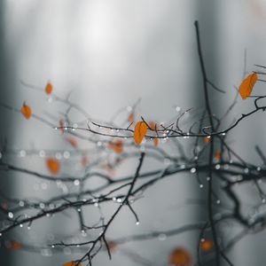 Preview wallpaper branches, leaves, drops, macro, wet, rain