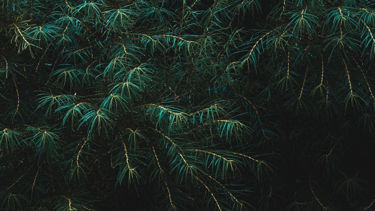 Wallpaper branches, leaves, drops, dark