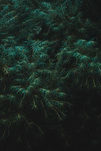Preview wallpaper branches, leaves, drops, dark