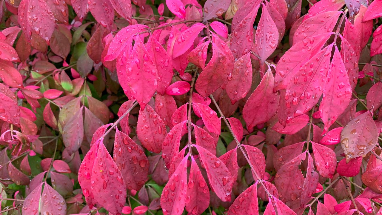 Wallpaper branches, leaves, drops, rain, plant, red