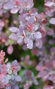 Preview wallpaper branches, leaves, drops, plant, wet, macro