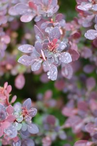 Preview wallpaper branches, leaves, drops, plant, wet, macro