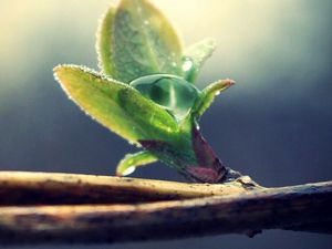 Preview wallpaper branches, leaves, drops, spring, plant