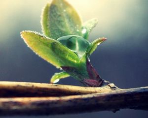 Preview wallpaper branches, leaves, drops, spring, plant