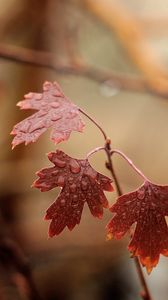 Preview wallpaper branches, leaves, drops, moisture, macro