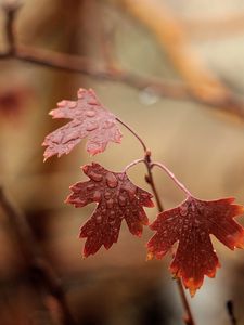 Preview wallpaper branches, leaves, drops, moisture, macro