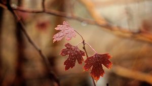 Preview wallpaper branches, leaves, drops, moisture, macro