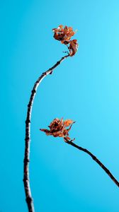 Preview wallpaper branches, leaves, dry, sky, blue