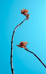 Preview wallpaper branches, leaves, dry, sky, blue