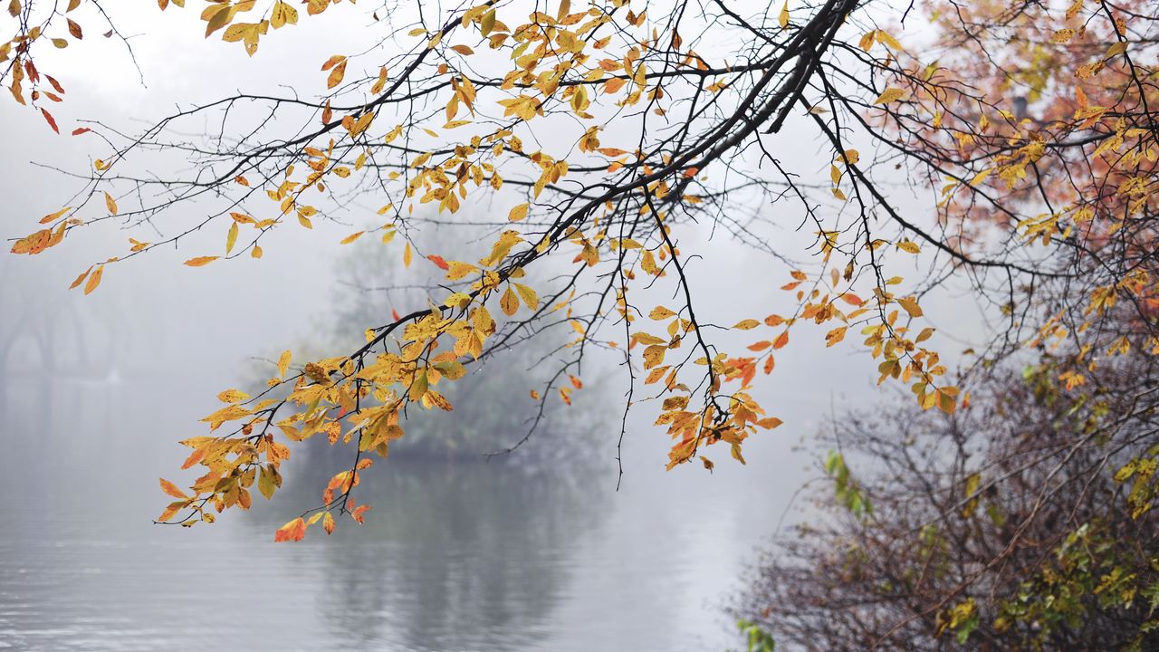 Wallpaper branches, leaves, fog, autumn