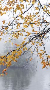 Preview wallpaper branches, leaves, fog, autumn