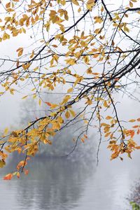 Preview wallpaper branches, leaves, fog, autumn