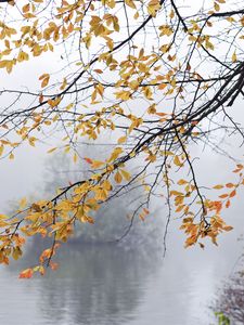 Preview wallpaper branches, leaves, fog, autumn
