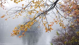 Preview wallpaper branches, leaves, fog, autumn