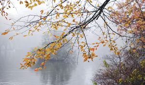 Preview wallpaper branches, leaves, fog, autumn
