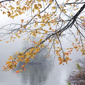 Preview wallpaper branches, leaves, fog, autumn