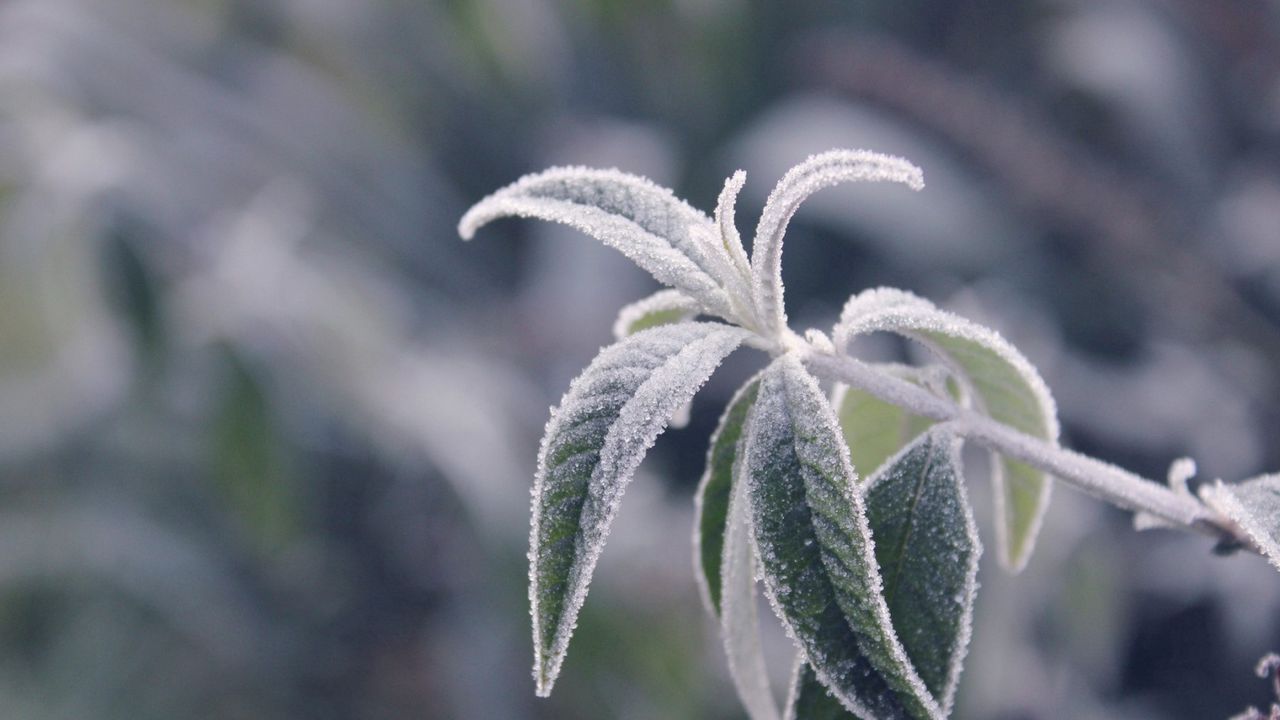 Wallpaper branches, leaves, frost, cold, plant