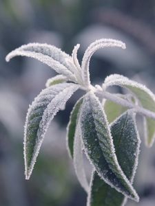 Preview wallpaper branches, leaves, frost, cold, plant