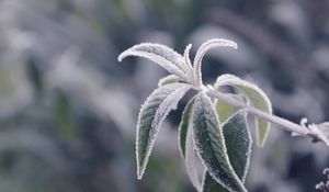 Preview wallpaper branches, leaves, frost, cold, plant