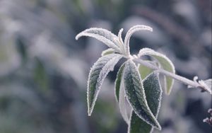 Preview wallpaper branches, leaves, frost, cold, plant