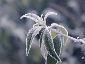 Preview wallpaper branches, leaves, frost, cold, plant