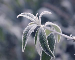 Preview wallpaper branches, leaves, frost, cold, plant