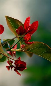 Preview wallpaper branches, leaves, grass, flower