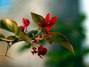 Preview wallpaper branches, leaves, grass, flower