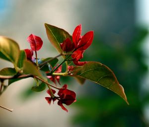 Preview wallpaper branches, leaves, grass, flower