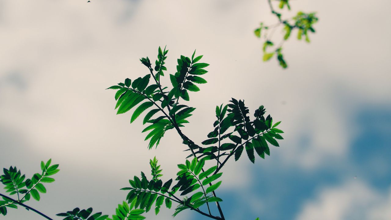 Wallpaper branches, leaves, green, plant, sky