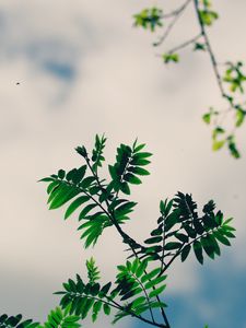 Preview wallpaper branches, leaves, green, plant, sky