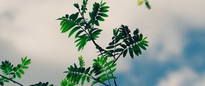 Preview wallpaper branches, leaves, green, plant, sky