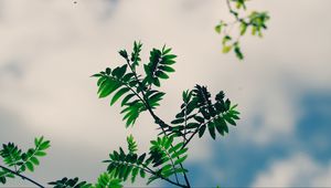 Preview wallpaper branches, leaves, green, plant, sky