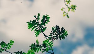 Preview wallpaper branches, leaves, green, plant, sky