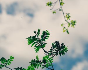 Preview wallpaper branches, leaves, green, plant, sky