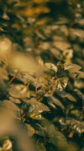 Preview wallpaper branches, leaves, green, plant, nature