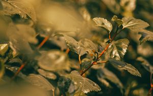 Preview wallpaper branches, leaves, green, plant, nature