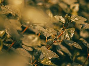 Preview wallpaper branches, leaves, green, plant, nature