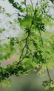 Preview wallpaper branches, leaves, green, tree, acacia