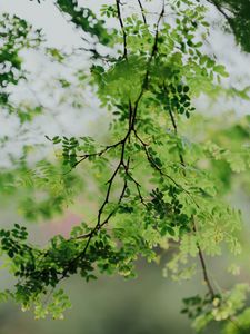 Preview wallpaper branches, leaves, green, tree, acacia