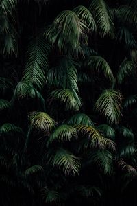 Preview wallpaper branches, leaves, green, dark